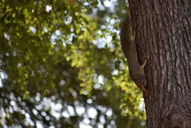兒子的年齡 兒子的年齡